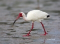 White-Ibis;Ibis;Florida;Southeast-USA;Eudocimus-albus;One;one-animal;avifauna;bi